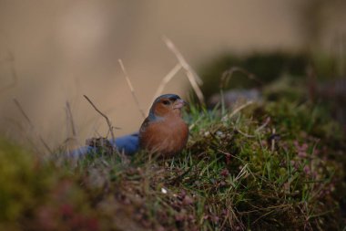 Uccellini e passeri in volo ,poiana picchio verde
