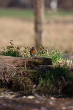 Uccellini e passeri in volo ,poiana picchio verde