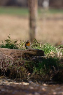 Uccellini e passeri in volo ,poiana picchio verde
