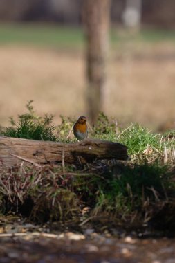 Uccellini e passeri in volo ,poiana picchio verde