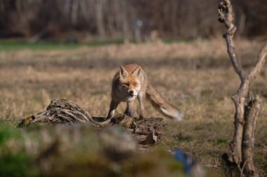 Uccellini e passeri in volo ,poiana picchio verde