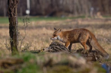 Uccellini e passeri in volo ,poiana picchio verde