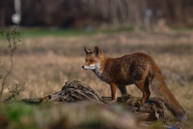 Uccellini e passeri in volo ,poiana picchio verde