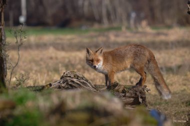 Uccellini e passeri in volo ,poiana picchio verde