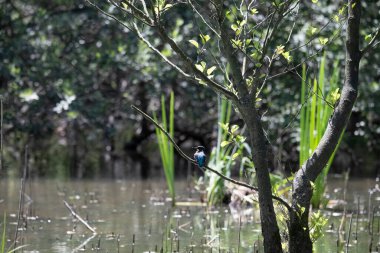 Durgun suyun yakınındaki bir dala tünemiş kuş, sakin bir doğal ortamda yemyeşil bitki örtüsüyle çevrili.