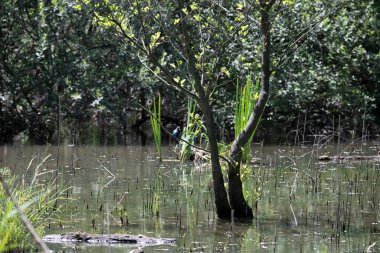 Durgun suyun yakınındaki bir dala tünemiş kuş, sakin bir doğal ortamda yemyeşil bitki örtüsüyle çevrili.