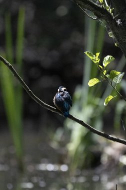 Durgun suyun yakınındaki bir dala tünemiş kuş, sakin bir doğal ortamda yemyeşil bitki örtüsüyle çevrili.