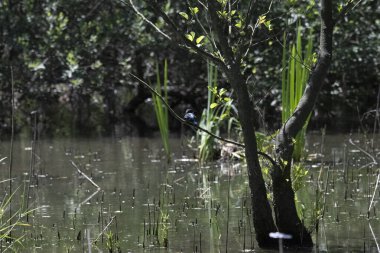 Durgun suyun yakınındaki bir dala tünemiş kuş, sakin bir doğal ortamda yemyeşil bitki örtüsüyle çevrili.