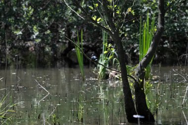 Durgun suyun yakınındaki bir dala tünemiş kuş, sakin bir doğal ortamda yemyeşil bitki örtüsüyle çevrili.