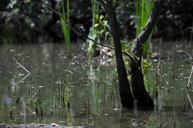 Durgun suyun yakınındaki bir dala tünemiş kuş, sakin bir doğal ortamda yemyeşil bitki örtüsüyle çevrili.
