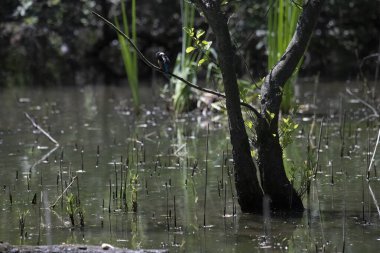 Durgun suyun yakınındaki bir dala tünemiş kuş, sakin bir doğal ortamda yemyeşil bitki örtüsüyle çevrili.