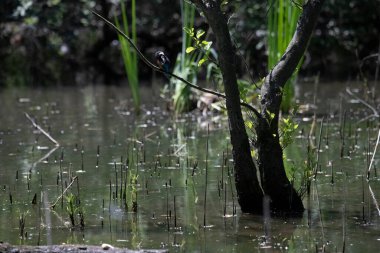 Durgun suyun yakınındaki bir dala tünemiş kuş, sakin bir doğal ortamda yemyeşil bitki örtüsüyle çevrili.