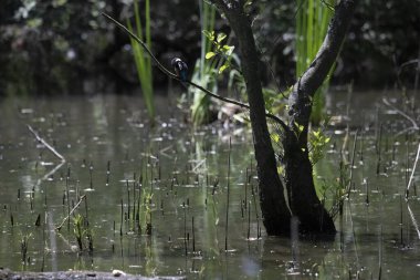 Durgun suyun yakınındaki bir dala tünemiş kuş, sakin bir doğal ortamda yemyeşil bitki örtüsüyle çevrili.