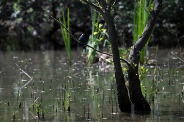 Durgun suyun yakınındaki bir dala tünemiş kuş, sakin bir doğal ortamda yemyeşil bitki örtüsüyle çevrili.