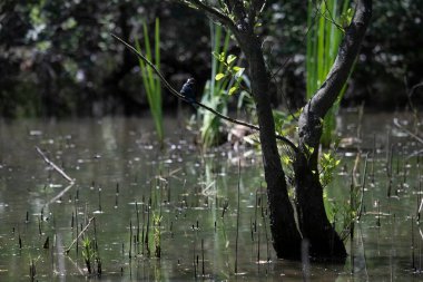 Durgun suyun yakınındaki bir dala tünemiş kuş, sakin bir doğal ortamda yemyeşil bitki örtüsüyle çevrili.