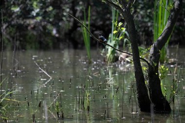 Durgun suyun yakınındaki bir dala tünemiş kuş, sakin bir doğal ortamda yemyeşil bitki örtüsüyle çevrili.