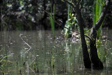 Durgun suyun yakınındaki bir dala tünemiş kuş, sakin bir doğal ortamda yemyeşil bitki örtüsüyle çevrili.