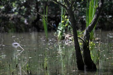 Durgun suyun yakınındaki bir dala tünemiş kuş, sakin bir doğal ortamda yemyeşil bitki örtüsüyle çevrili.