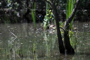 Durgun suyun yakınındaki bir dala tünemiş kuş, sakin bir doğal ortamda yemyeşil bitki örtüsüyle çevrili.