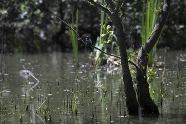 Durgun suyun yakınındaki bir dala tünemiş kuş, sakin bir doğal ortamda yemyeşil bitki örtüsüyle çevrili.