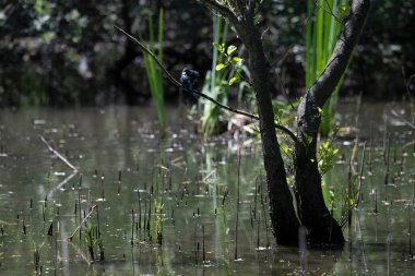 Durgun suyun yakınındaki bir dala tünemiş kuş, sakin bir doğal ortamda yemyeşil bitki örtüsüyle çevrili.