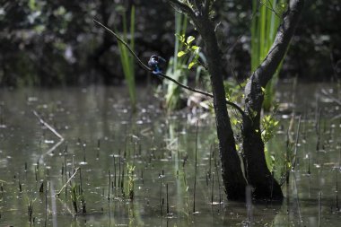 Durgun suyun yakınındaki bir dala tünemiş kuş, sakin bir doğal ortamda yemyeşil bitki örtüsüyle çevrili.