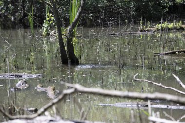 Durgun suyun yakınındaki bir dala tünemiş kuş, sakin bir doğal ortamda yemyeşil bitki örtüsüyle çevrili.