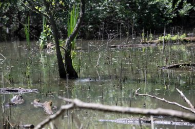 Durgun suyun yakınındaki bir dala tünemiş kuş, sakin bir doğal ortamda yemyeşil bitki örtüsüyle çevrili.