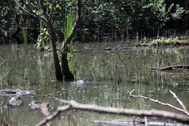 Durgun suyun yakınındaki bir dala tünemiş kuş, sakin bir doğal ortamda yemyeşil bitki örtüsüyle çevrili.