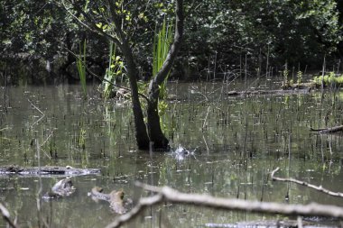Durgun suyun yakınındaki bir dala tünemiş kuş, sakin bir doğal ortamda yemyeşil bitki örtüsüyle çevrili.