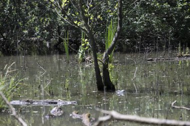 Durgun suyun yakınındaki bir dala tünemiş kuş, sakin bir doğal ortamda yemyeşil bitki örtüsüyle çevrili.