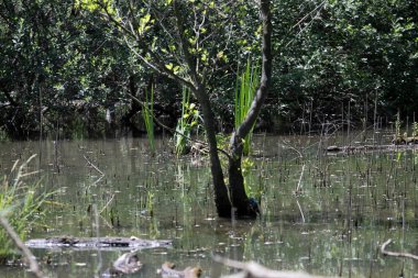 Durgun suyun yakınındaki bir dala tünemiş kuş, sakin bir doğal ortamda yemyeşil bitki örtüsüyle çevrili.