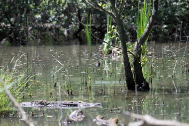 Durgun suyun yakınındaki bir dala tünemiş kuş, sakin bir doğal ortamda yemyeşil bitki örtüsüyle çevrili.