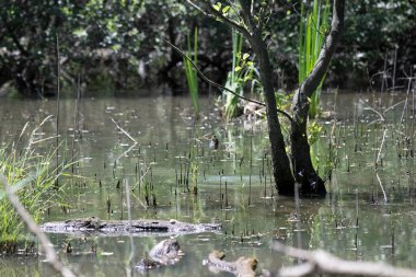 Durgun suyun yakınındaki bir dala tünemiş kuş, sakin bir doğal ortamda yemyeşil bitki örtüsüyle çevrili.