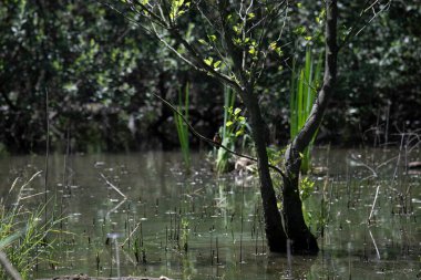 Durgun suyun yakınındaki bir dala tünemiş kuş, sakin bir doğal ortamda yemyeşil bitki örtüsüyle çevrili.