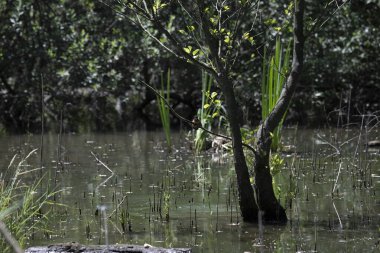 Durgun suyun yakınındaki bir dala tünemiş kuş, sakin bir doğal ortamda yemyeşil bitki örtüsüyle çevrili.