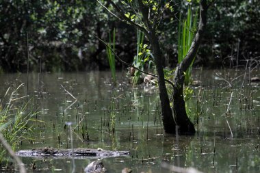 Durgun suyun yakınındaki bir dala tünemiş kuş, sakin bir doğal ortamda yemyeşil bitki örtüsüyle çevrili.