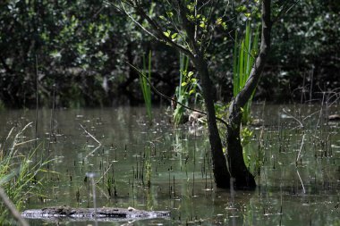 Durgun suyun yakınındaki bir dala tünemiş kuş, sakin bir doğal ortamda yemyeşil bitki örtüsüyle çevrili.