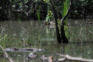 Durgun suyun yakınındaki bir dala tünemiş kuş, sakin bir doğal ortamda yemyeşil bitki örtüsüyle çevrili.