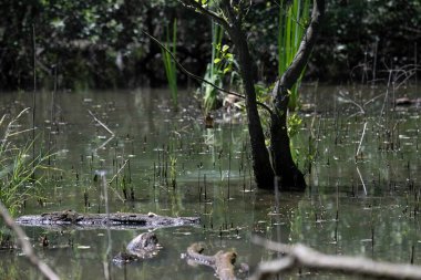 Durgun suyun yakınındaki bir dala tünemiş kuş, sakin bir doğal ortamda yemyeşil bitki örtüsüyle çevrili.