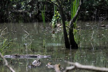 Durgun suyun yakınındaki bir dala tünemiş kuş, sakin bir doğal ortamda yemyeşil bitki örtüsüyle çevrili.