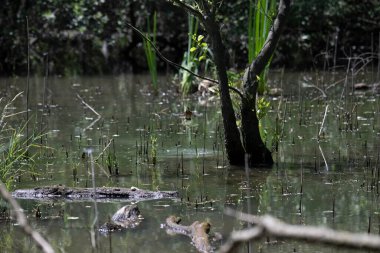 Durgun suyun yakınındaki bir dala tünemiş kuş, sakin bir doğal ortamda yemyeşil bitki örtüsüyle çevrili.
