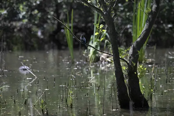 Durgun suyun yakınındaki bir dala tünemiş kuş, sakin bir doğal ortamda yemyeşil bitki örtüsüyle çevrili.