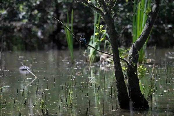 Durgun suyun yakınındaki bir dala tünemiş kuş, sakin bir doğal ortamda yemyeşil bitki örtüsüyle çevrili.