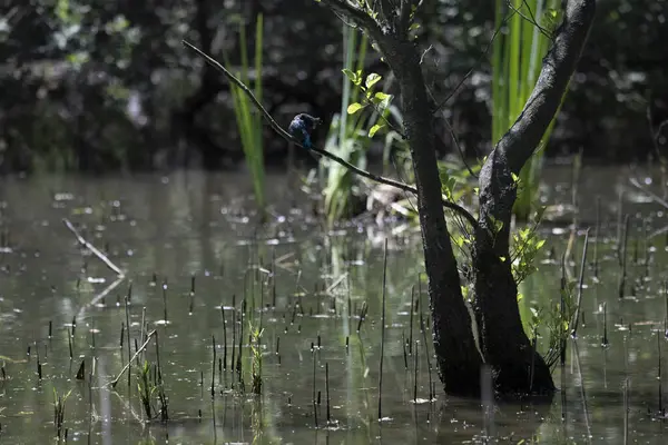 Durgun suyun yakınındaki bir dala tünemiş kuş, sakin bir doğal ortamda yemyeşil bitki örtüsüyle çevrili.