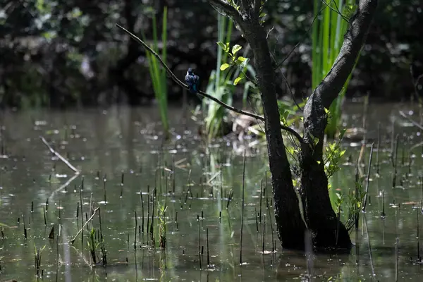 Durgun suyun yakınındaki bir dala tünemiş kuş, sakin bir doğal ortamda yemyeşil bitki örtüsüyle çevrili.