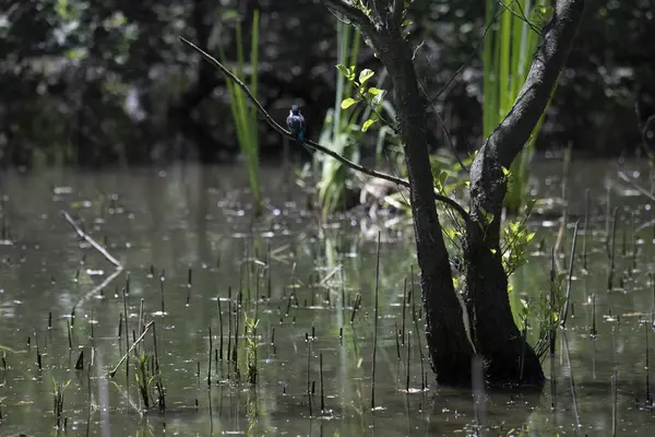 Durgun suyun yakınındaki bir dala tünemiş kuş, sakin bir doğal ortamda yemyeşil bitki örtüsüyle çevrili.