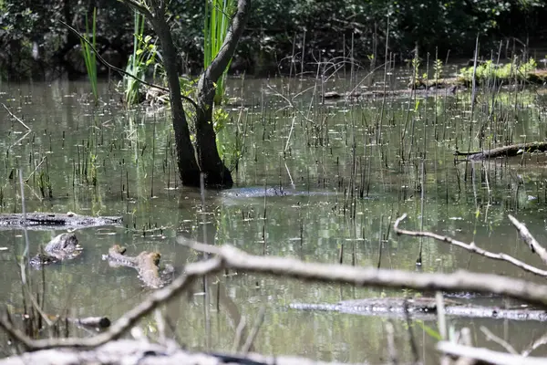 Durgun suyun yakınındaki bir dala tünemiş kuş, sakin bir doğal ortamda yemyeşil bitki örtüsüyle çevrili.