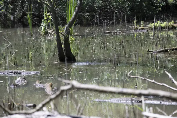 Durgun suyun yakınındaki bir dala tünemiş kuş, sakin bir doğal ortamda yemyeşil bitki örtüsüyle çevrili.