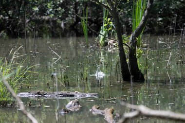 Durgun suyun yakınındaki bir dala tünemiş kuş, sakin bir doğal ortamda yemyeşil bitki örtüsüyle çevrili.